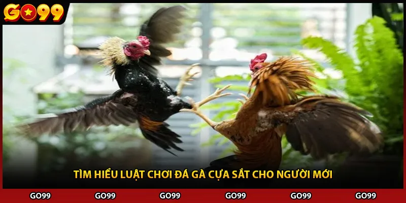 Tìm hiểu luật chơi đá gà cựa sắt cho người mới