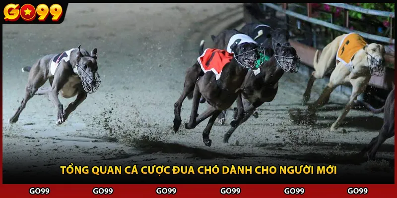 Tổng quan cá cược đua chó dành cho người mới